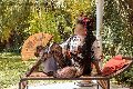 Foto Diana Ferraz Transescort Firenze 3271287566 - 59